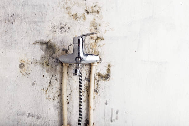 Best Local Mold Removal Service  in Wlowbrook, IL