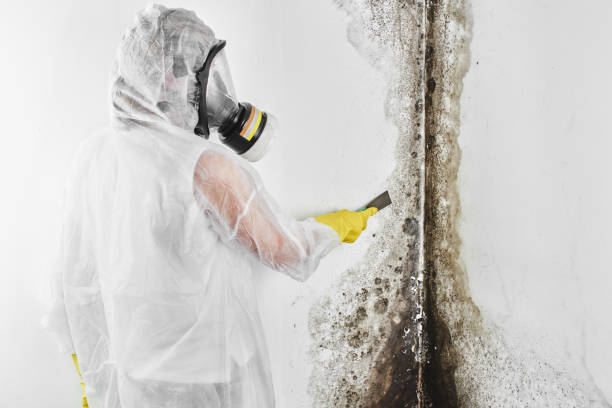 Best Crawl Space Mold Removal  in Wlowbrook, IL