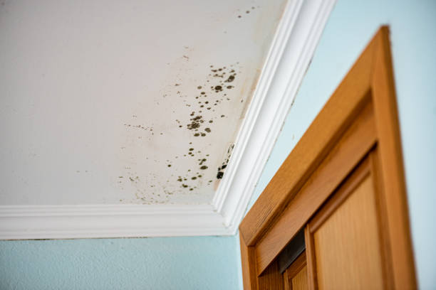 Best Fast Mold Removal  in Wlowbrook, IL