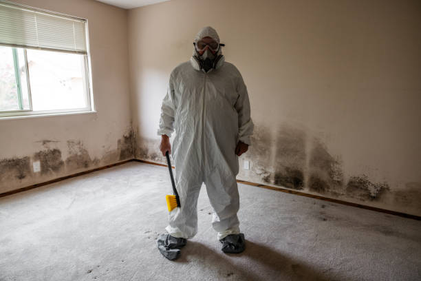 Best Black Mold Removal  in Wlowbrook, IL