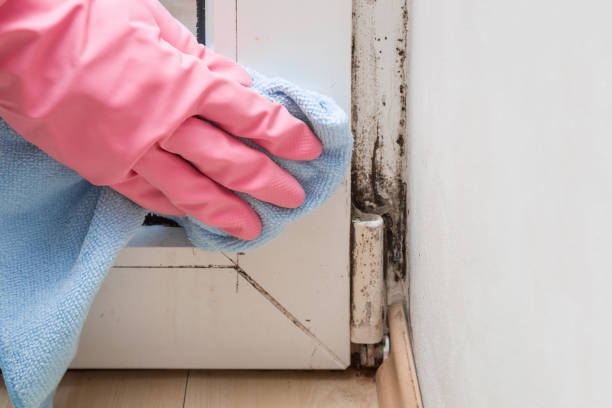 Crawl Space Mold Removal in Willowbrook, IL